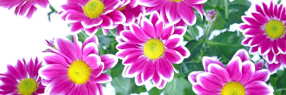 alex_jonii's profile banner image