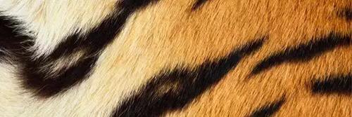 KyleBuntin's profile banner image