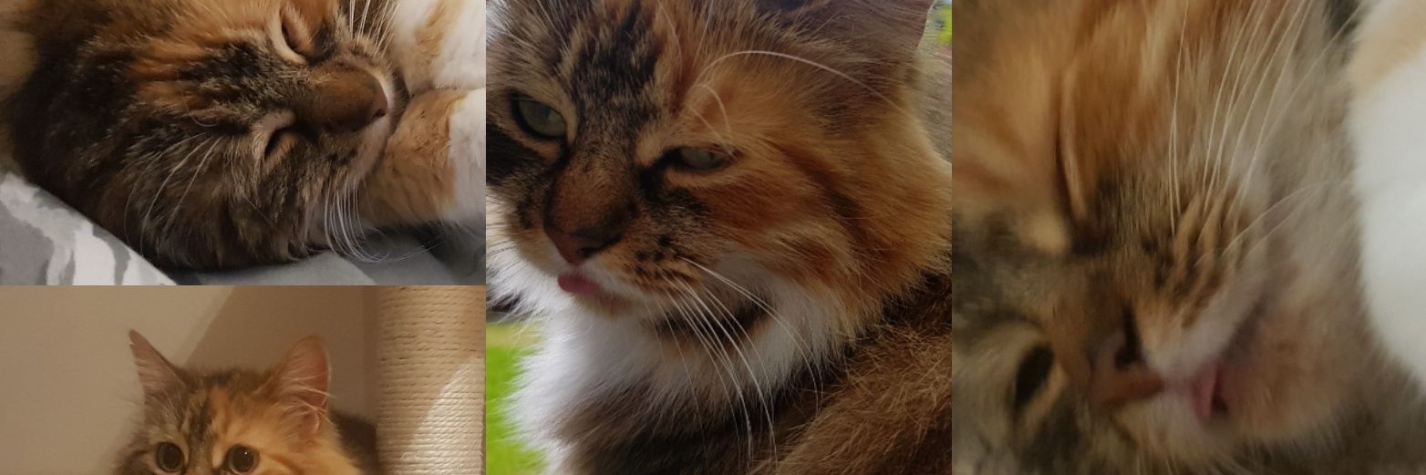 this_Katie's profile banner image