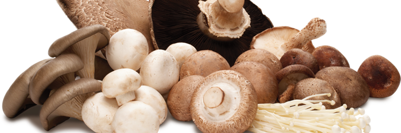 Backyard Mushrooms banner