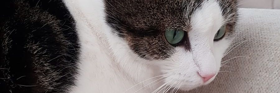 lottayogaa's profile banner image