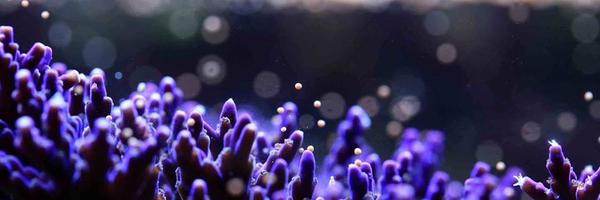 AquariumCurator Profile Banner