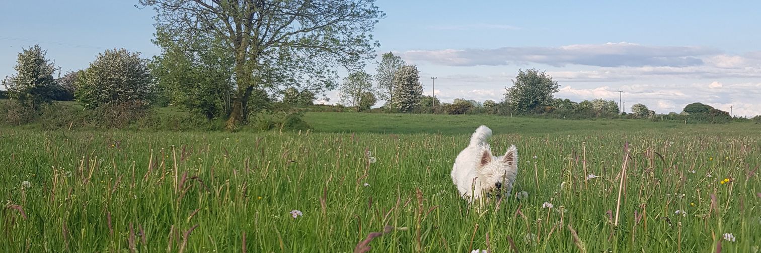 Charlotte Carter banner