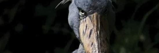 kaikook131's profile banner image