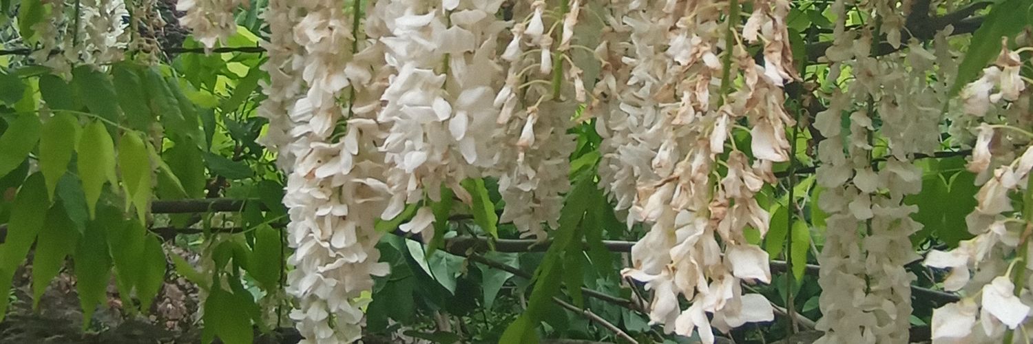 CATHERINEPATUEL's profile banner image