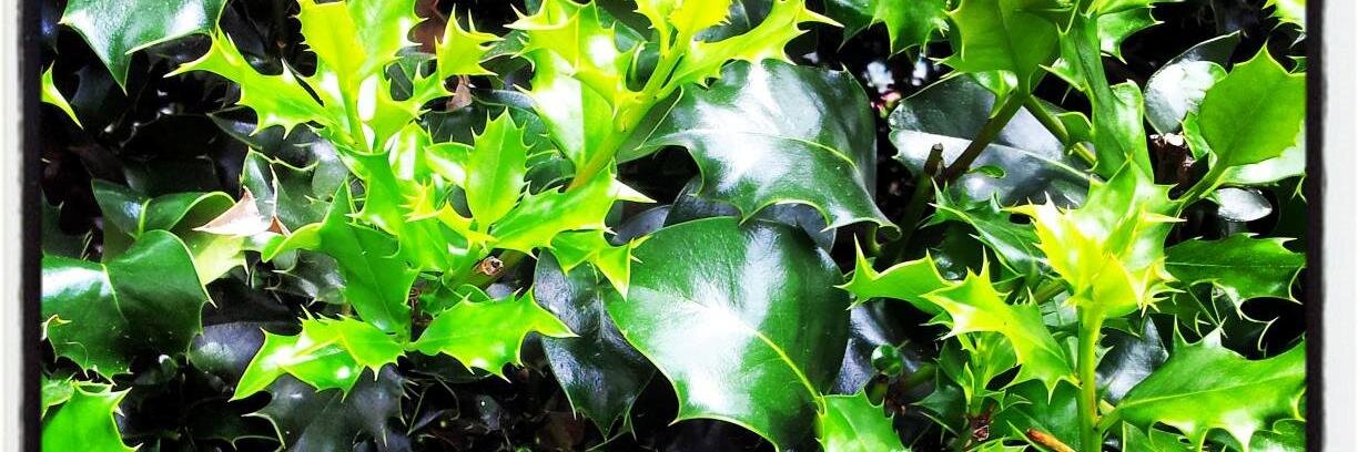 María Canosa banner