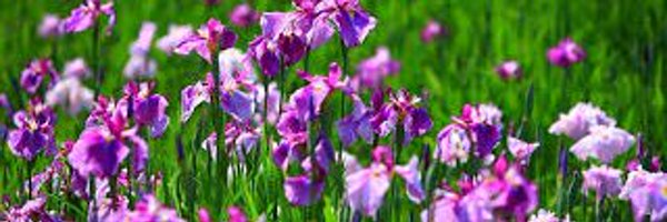 gmf1369 Profile Banner