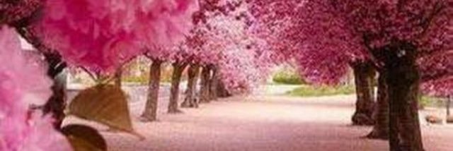 amirah__d's profile banner image