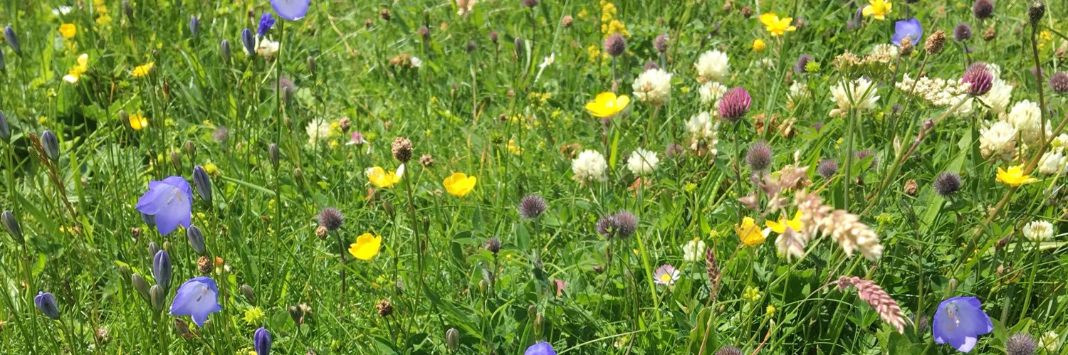 Caroline Clark banner