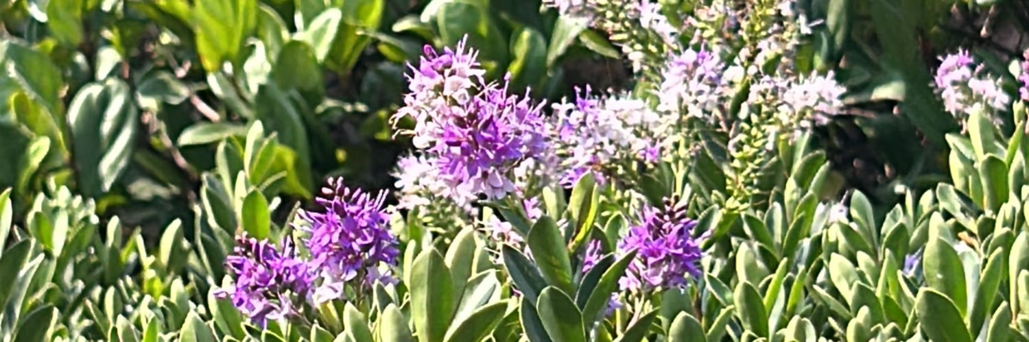 Me dicen Nanis banner