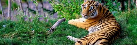 ss_sushil's profile banner image