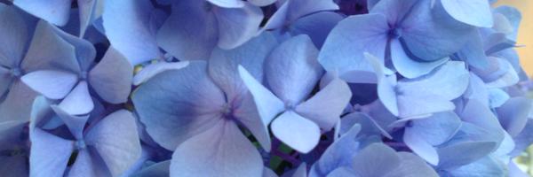 rmhoard Profile Banner