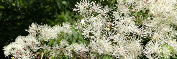 WhiteTitle Profile Banner