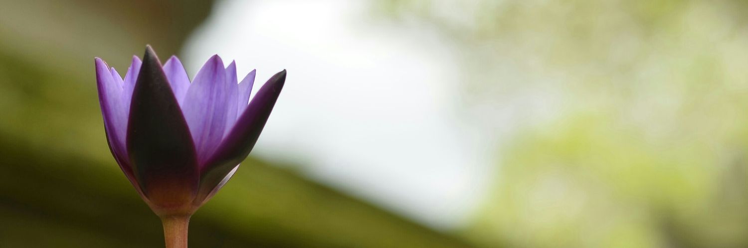 aliicealive's profile banner image