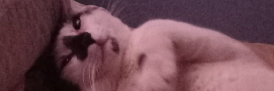 Enzuu_202's profile banner image