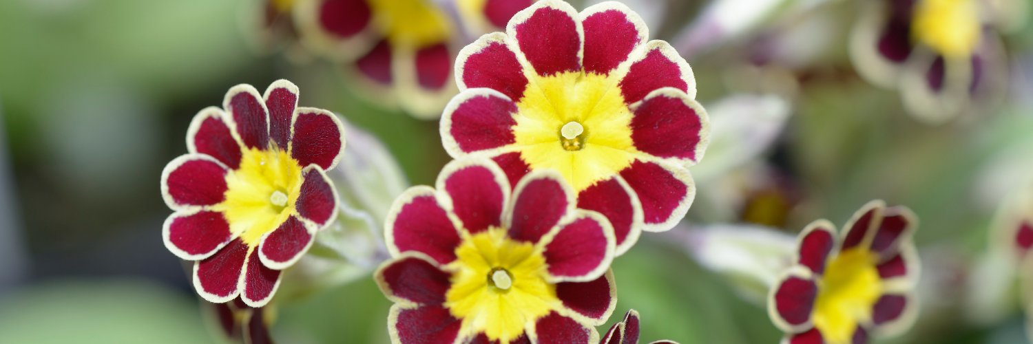 Garden Centre Association banner