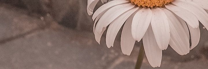 cekadeee's profile banner image
