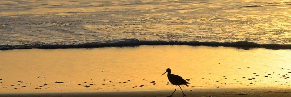 BalanceForEarth's profile banner image