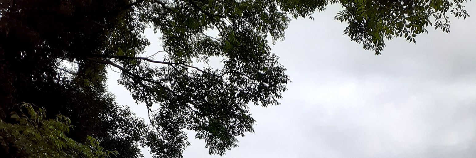 風来坊 banner