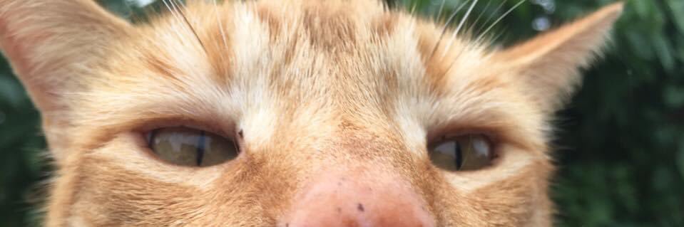 Reginald Purrin banner