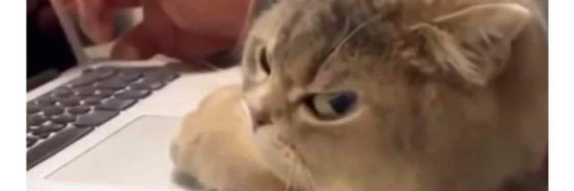 petra nastold banner