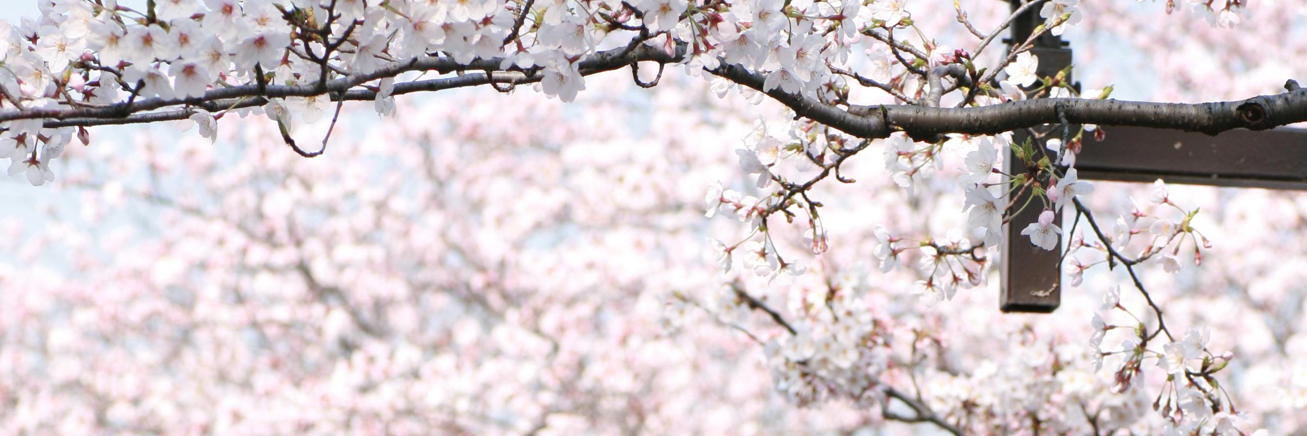 SakuraNoMae's profile banner image