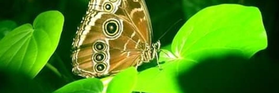 orhandaghan0's profile banner image