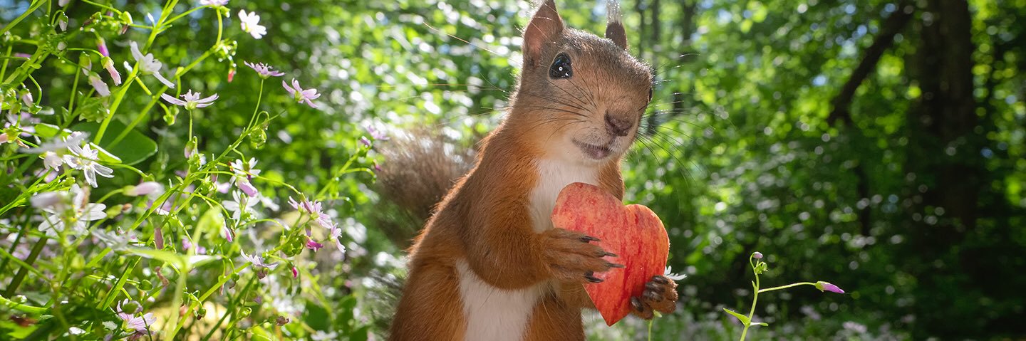 Squirrels by Fotoscenen banner