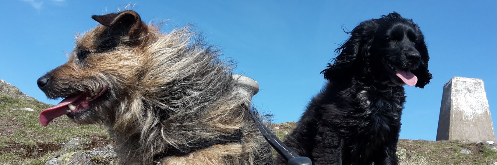 DrAndrewStrain's profile banner image