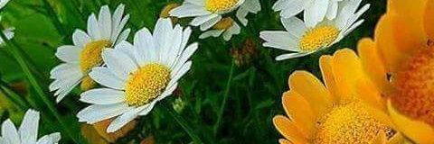 ALOZKANN's profile banner image