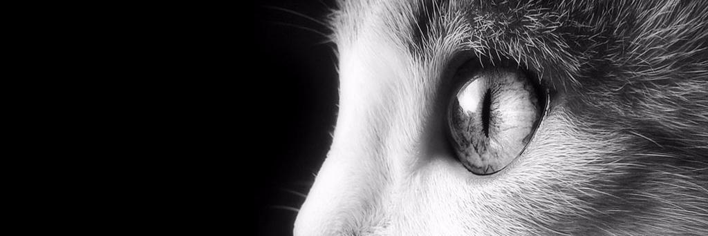 uonlynaa's profile banner image