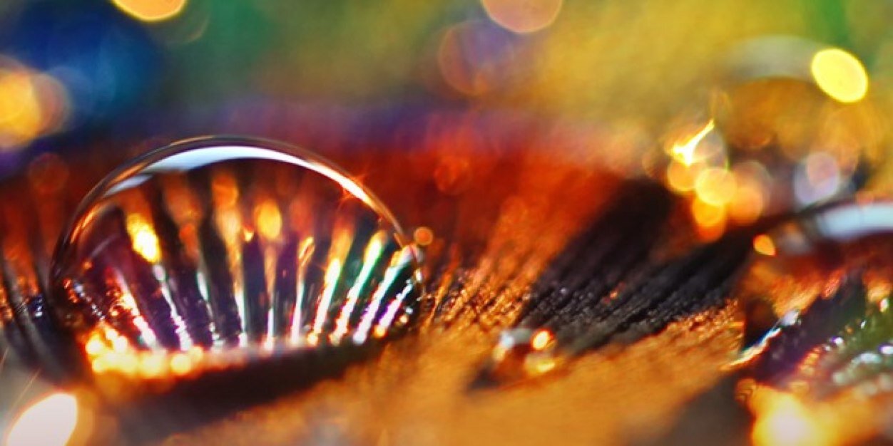 francky delanight banner