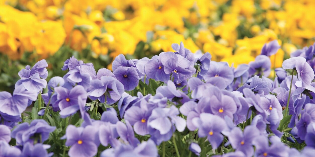 ACT Greenhouse banner