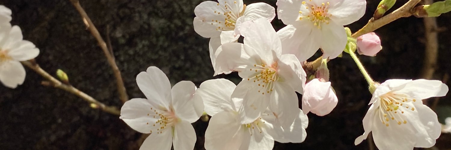 sshaufo22's profile banner image