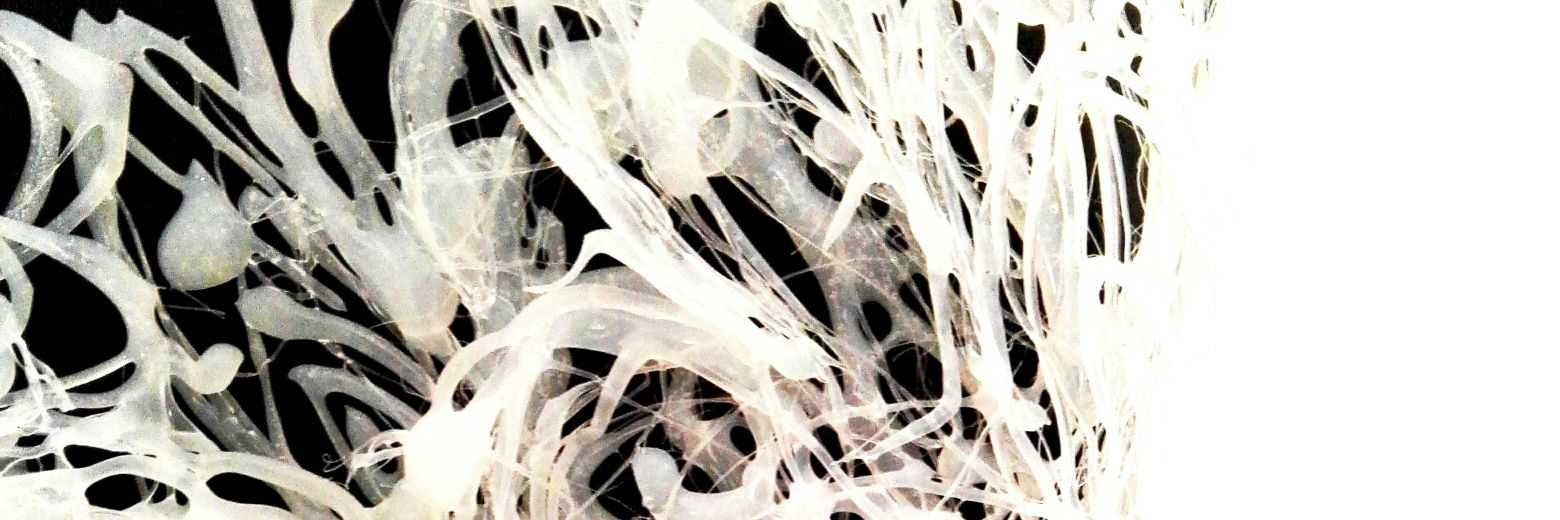 Marghedodo's profile banner image