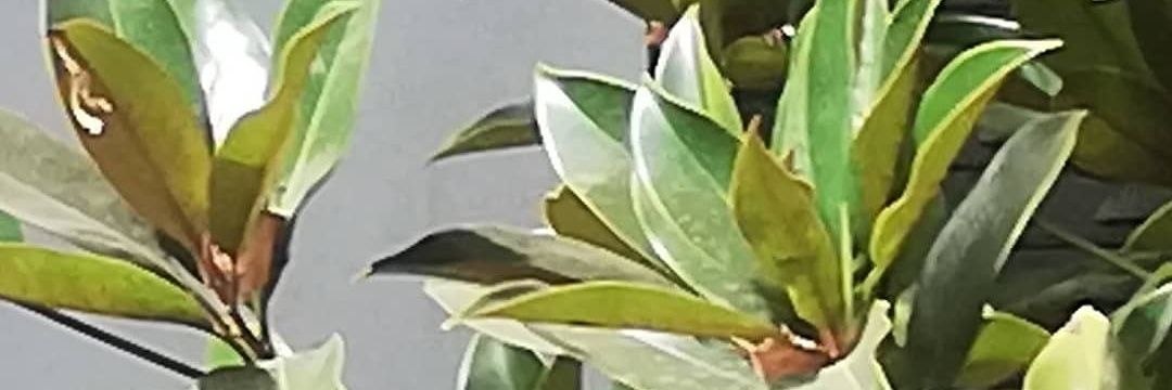 Confetranor's profile banner image