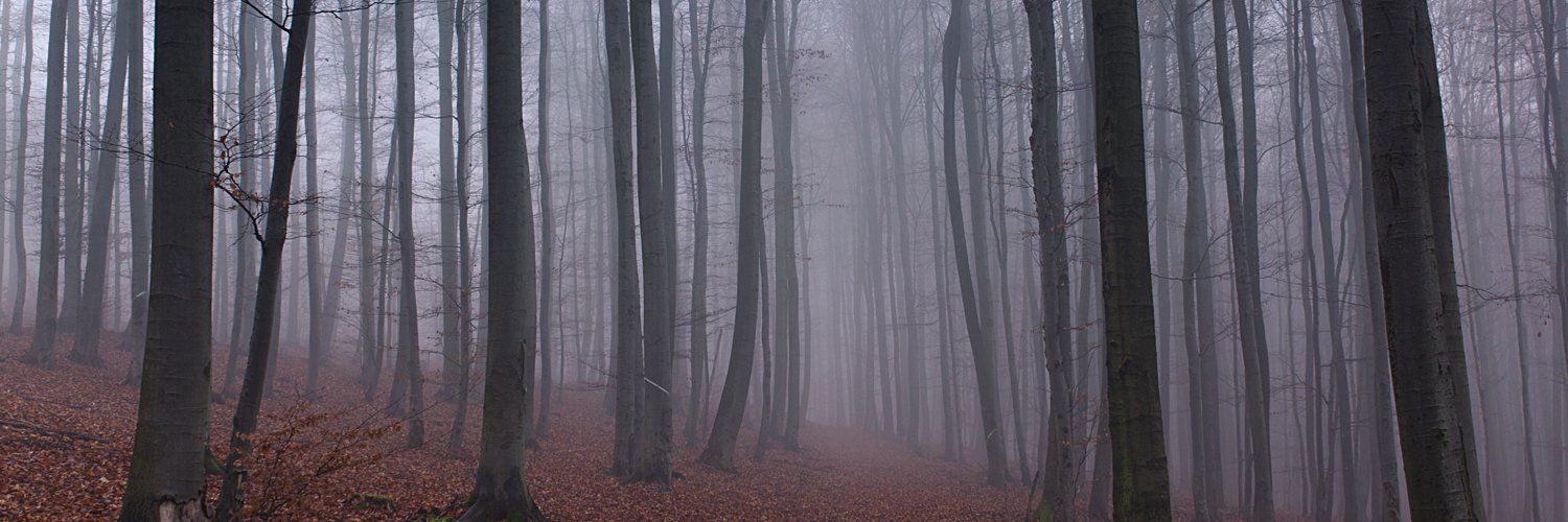 TinyAcornForest's profile banner image