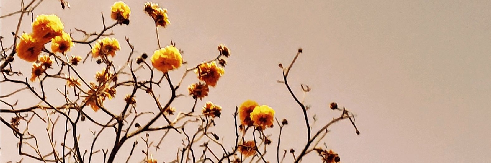 heluss's profile banner image