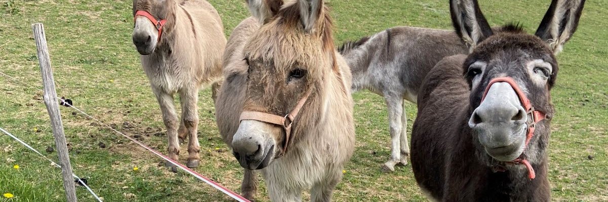 ChavoutierR's profile banner image