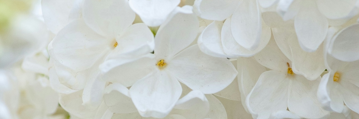 Radical Optimist! banner