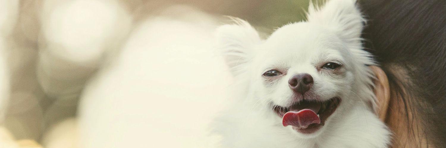little___bears's profile banner image