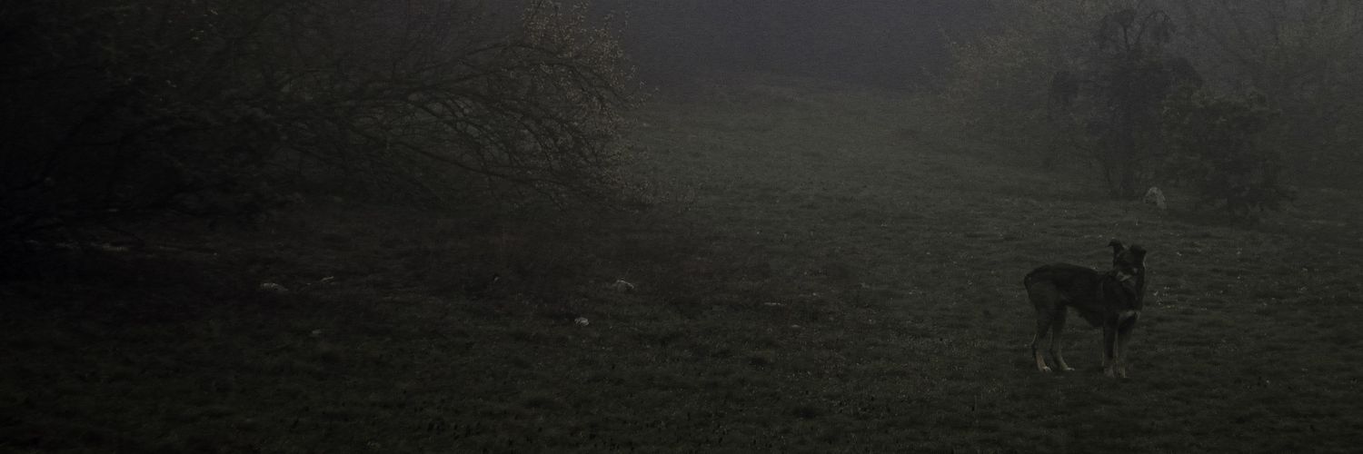 striped_paunch's profile banner image