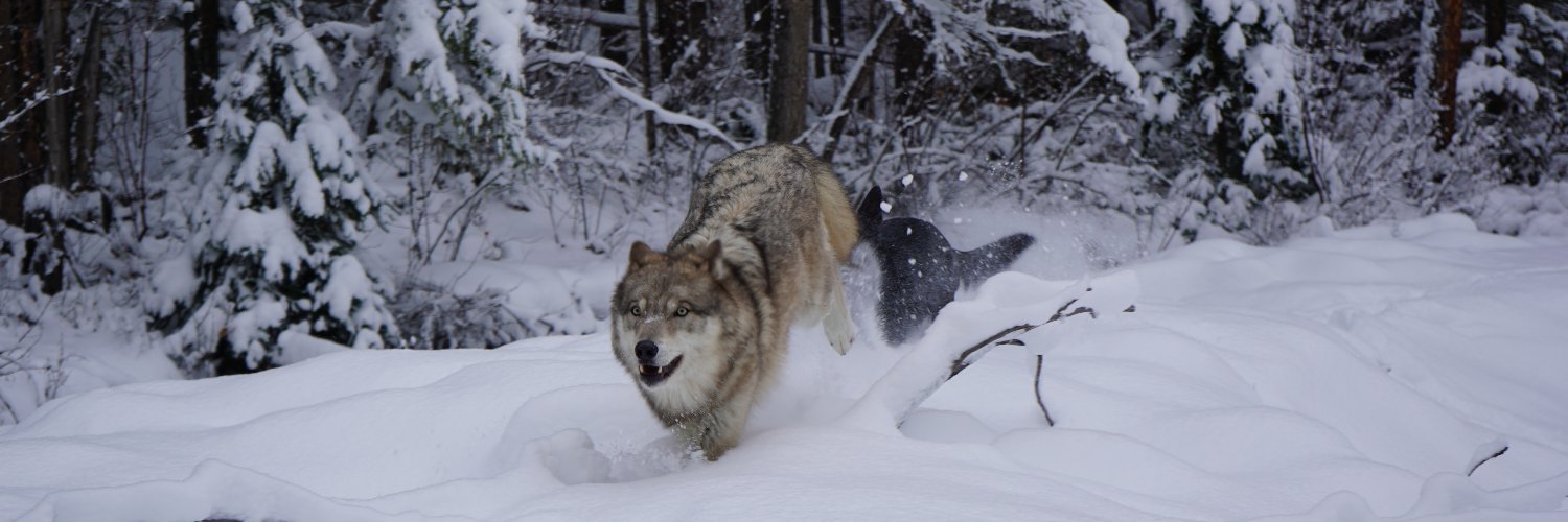 Fantasewolf's profile banner image