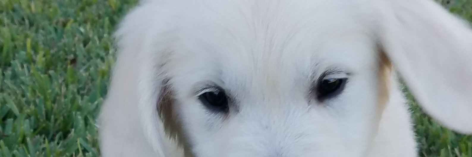SubDestroyer12's profile banner image