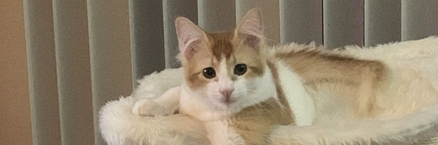 cbowsk's profile banner image