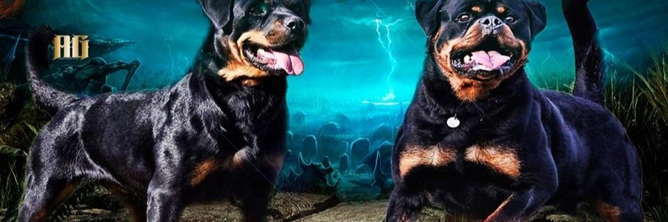 TaylorHausRotts's profile banner image