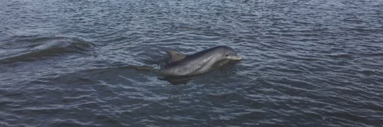 LaDolphinUS's profile banner image