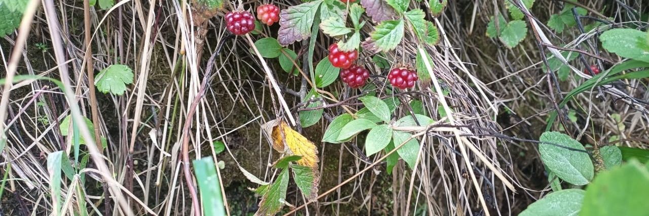 Ольга Шалашникова banner