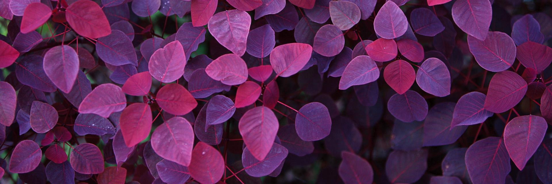 melofors's profile banner image