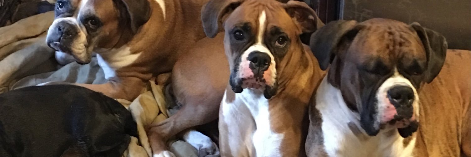themechelle's profile banner image